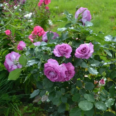 Фото розы виолет парфюм в формате png