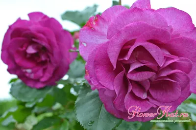 Красочная фотография розы виолет парфюм