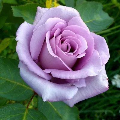 Фотка розы виолет парфюм с возможностью выбора размера