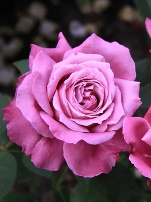Уникальное изображение розы виолет парфюм в png