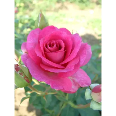Фото розы виолет парфюм в формате webp с возможностью скачать