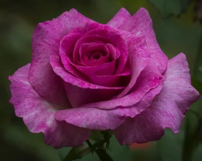 Красочная фотография розы виолет парфюм для лицензирования