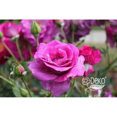 Фотка розы виолет парфюм с различными форматами