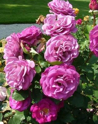 Бесплатное изображение розы виолет парфюм в jpg