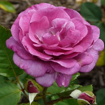 Фото розы виолет парфюм с выбором формата png