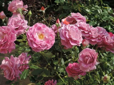 Изображение розы виолет парфюм для скачивания в webp и выбора размера