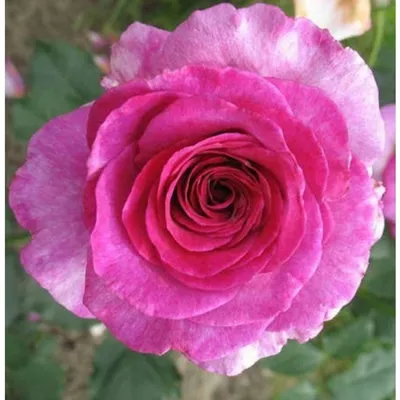 Красивая фотография розы виолет парфюм с возможностью выбора