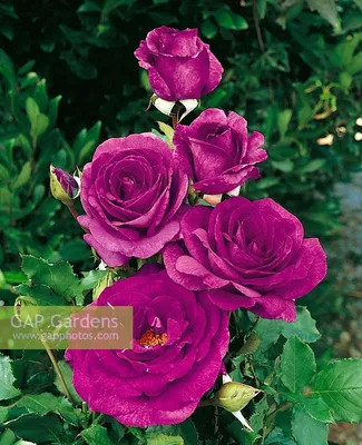 Фотка розы виолет парфюм с выбором формата и размера