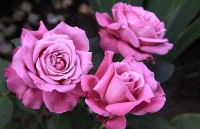 Уникальное изображение розы виолет парфюм в png с различными вариантами