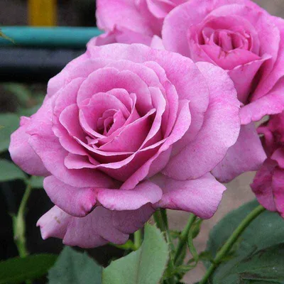 Фото розы виолет парфюм в формате webp с возможностью выбора размера