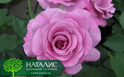 Красочная фотография розы виолет парфюм приобретенная онлайн
