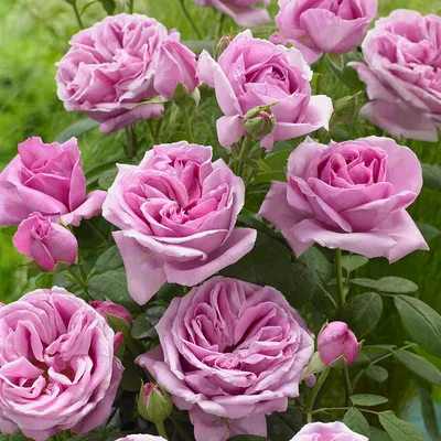 Фотка розы виолет парфюм с различными форматами и размерами