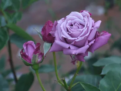 Роза виолет парфюм на красивой картинке jpg доступная для загрузки