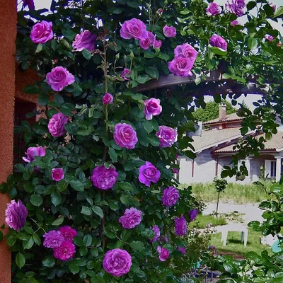 Красивая фотография розы виолет парфюм