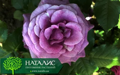 Уникальное изображение розы виолет парфюм в png для скачивания