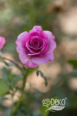 Фото розы виолет парфюм в формате webp с возможностью выбрать размер скачиваемого файла