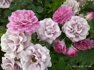 Красочная фотография розы виолет парфюм с различными вариантами размеров