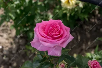 Фотка розы виолет парфюм с выбором формата и возможностью скачать