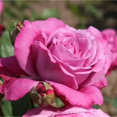Роза виолет парфюм на картинке jpg с различными форматами