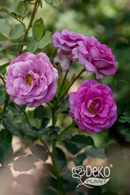 Фото розы виолет парфюм в формате webp с возможностью приобрести