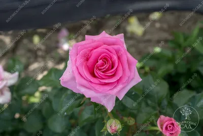 Красивая фотография розы виолет парфюм с разными форматами и размерами