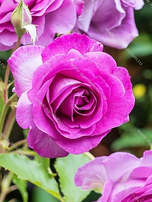 Фотка розы виолет парфюм с выбором формата и расширенными возможностями