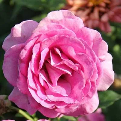 Уникальное изображение розы виолет парфюм в png для скачивания с выбором формата