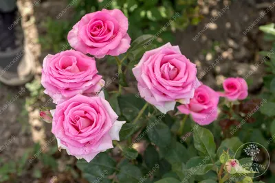 Фото розы виолет парфюм в формате webp с возможностью выбора размера для использования