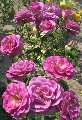 Красочная фотография розы виолет парфюм с различными вариантами форматов и размеров