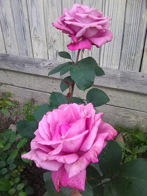 Фотка розы виолет парфюм с возможностью выбора формата
