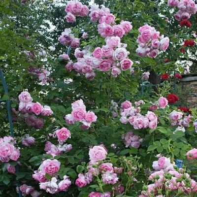 Уникальное изображение розы виолет парфюм в png