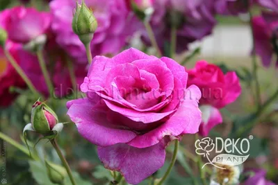 Фото розы виолет парфюм в формате webp