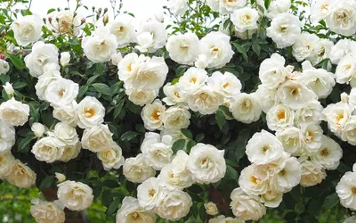 Уникальная картинка розы Вьюшка в формате jpg