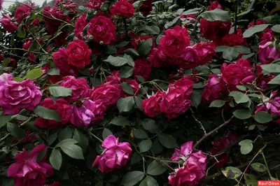 Привлекательное изображение розы Вьюшка в webp
