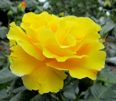 Фотография розы Вьюшки на закате в jpg
