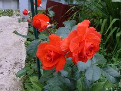 Фото цветущей розы Вьюшка в формате webp
