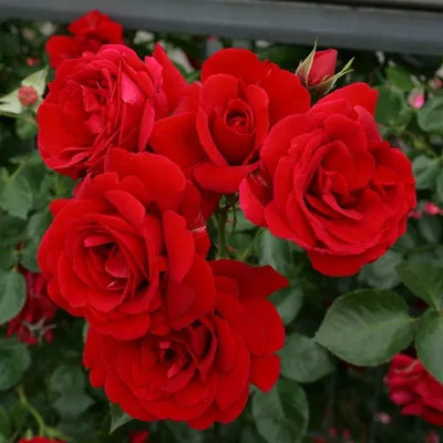 Изысканная фотография розы Вьюшка в jpg