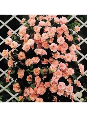Нежное изображение розы Вьюшка в webp