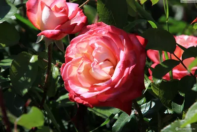 Чудесное фото розы Вьюшка в формате webp