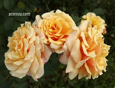 Изысканная фотография розы Вьюшка в jpg