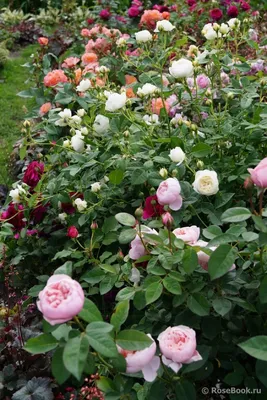 Фото розы Вьюшка с утра в png