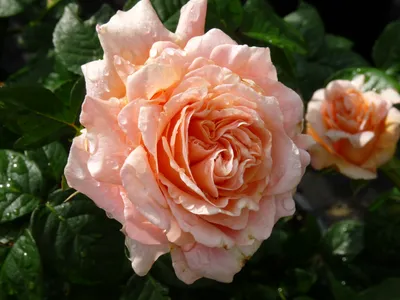 Прекрасное изображение розы Вьюшка в webp