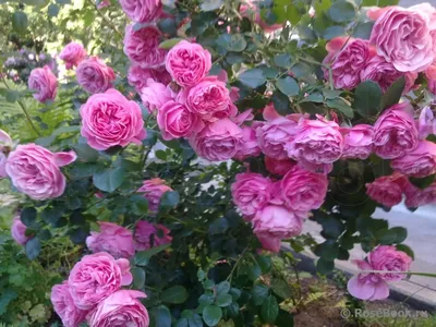 Уникальная картинка розы Вьюшка в png