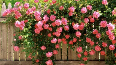 Красивая картинка розы Вьюшка в png