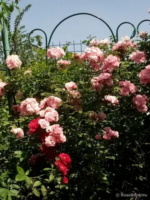 Розовая роза Вьюшка на фото в jpg