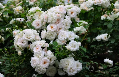 Фото розы Вьюшка в высоком разрешении в png
