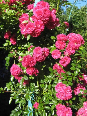 Уникальная картинка розы Вьюшка в webp