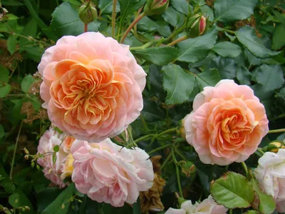 Фото розы Вьюшка с бутоном в jpg