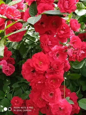 Очаровательная фотография розы Вьюшка в png