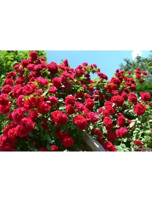 Классическое изображение розы Вьюшка в формате webp